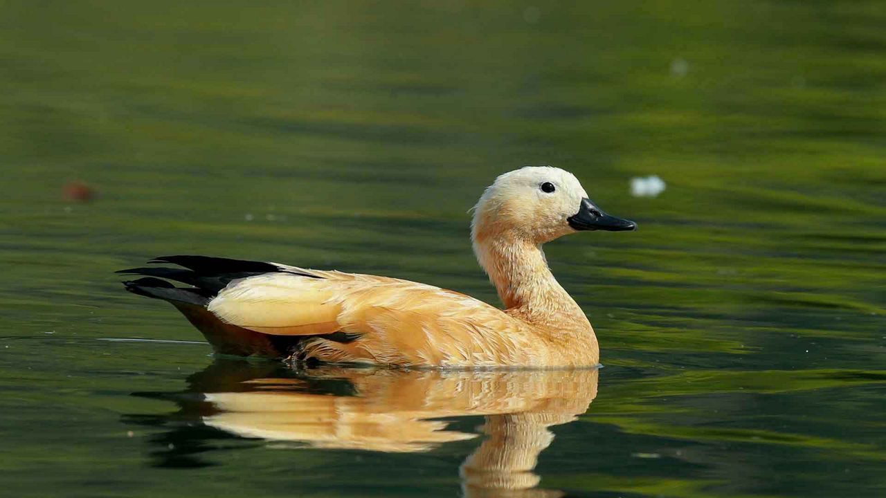 Nawabganj Bird Sanctuary, Lucknow
